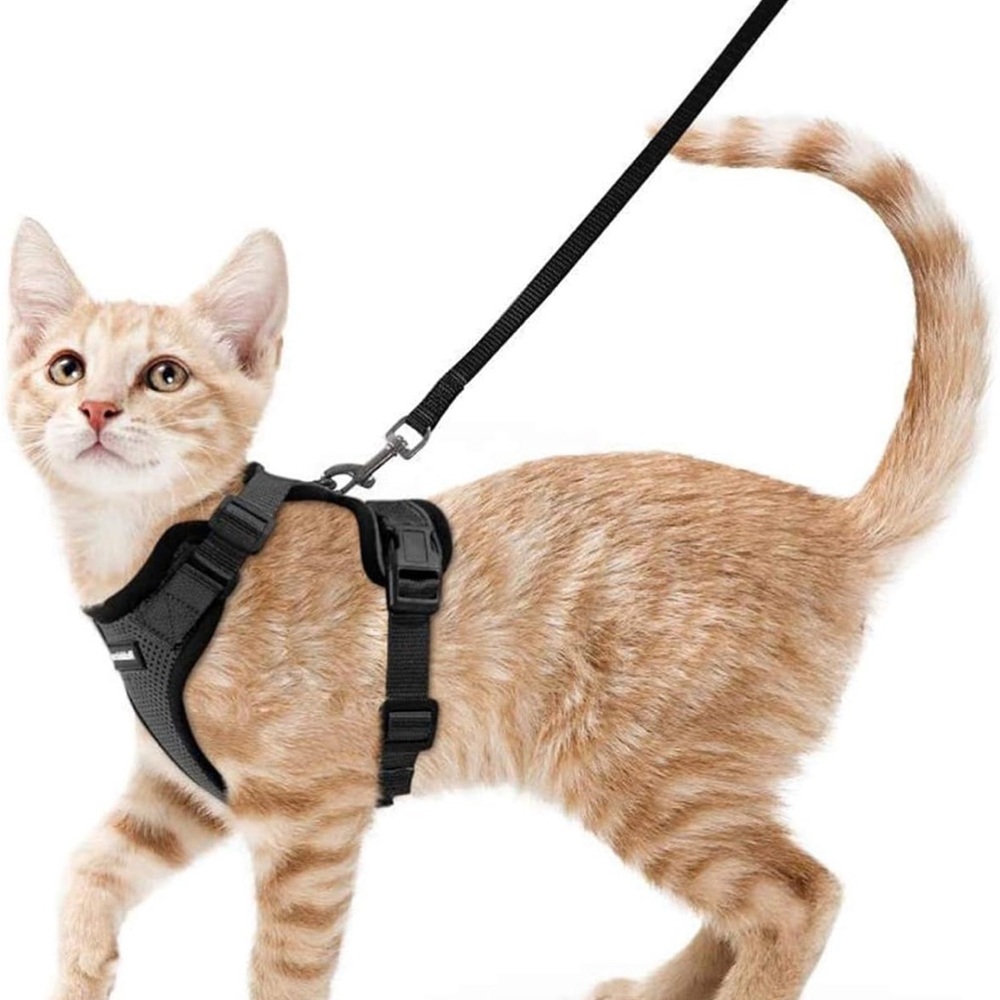 Cat harness and leash size small